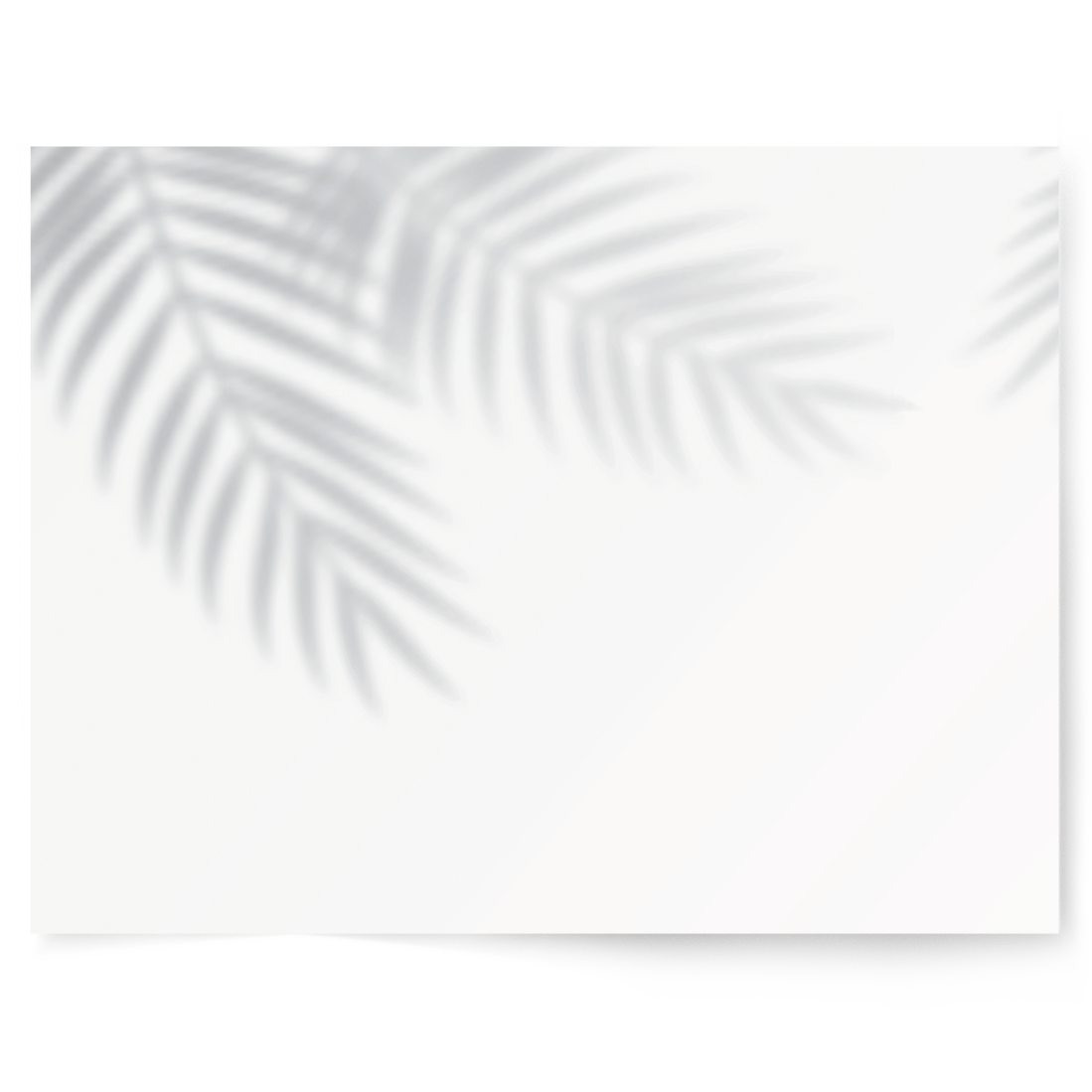 Palm Shadow | Single-sided Backdrop