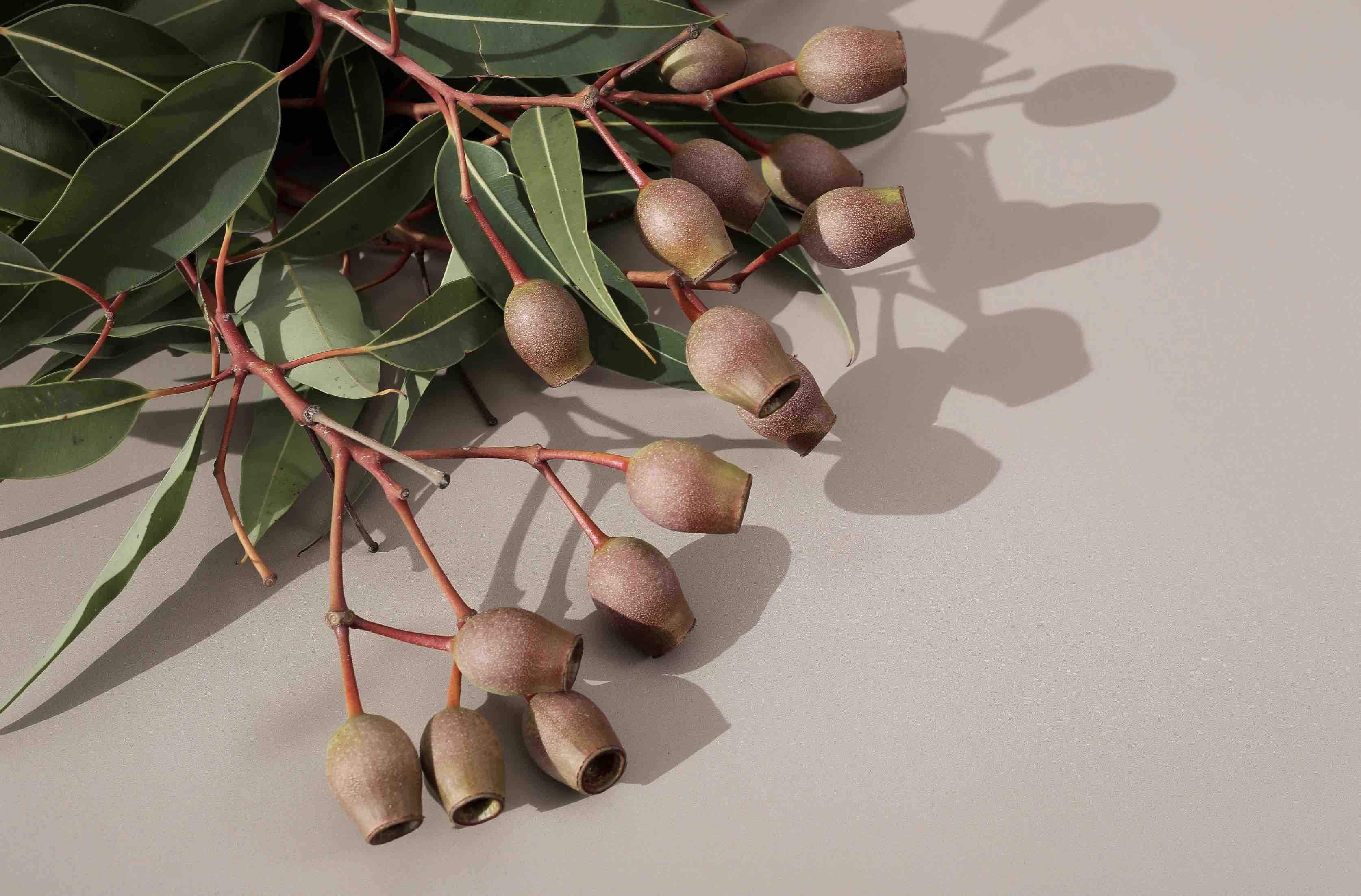 Gumnut Brown | Double-sided Backdrop