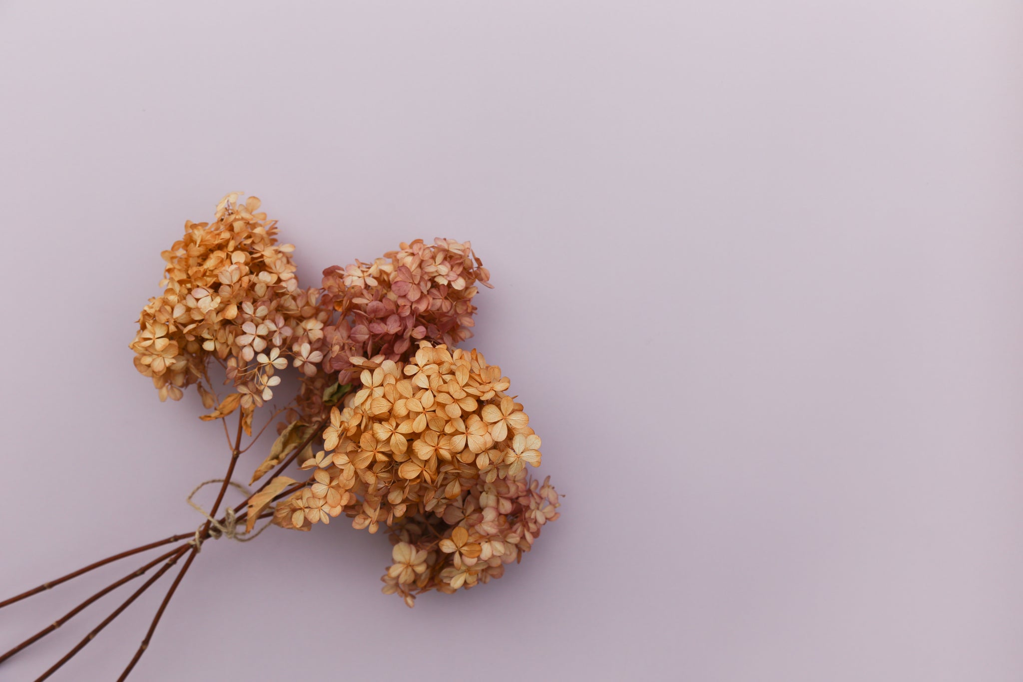 Purple Floral | Single-sided Backdrop