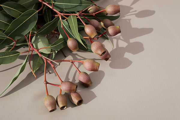 Beige + Brown Solid Colour | Single-sided Backdrops