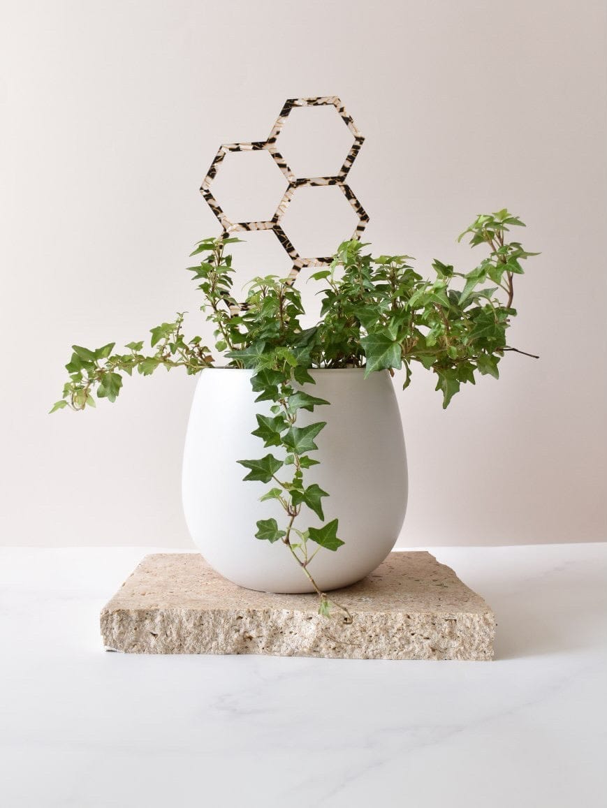 Beige Photography vinyl backdrop and travertine stone prop for photography with plants Backdrop Collective Melbourne