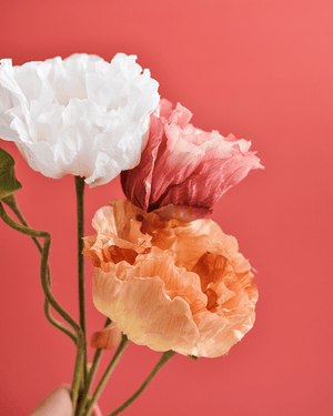 Red Solid Colour | Double-sided Backdrops